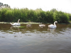 2013-07-13-paddeln-027